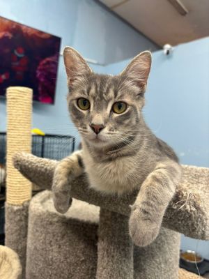 Chevy, Young Male Domestic Short Hair