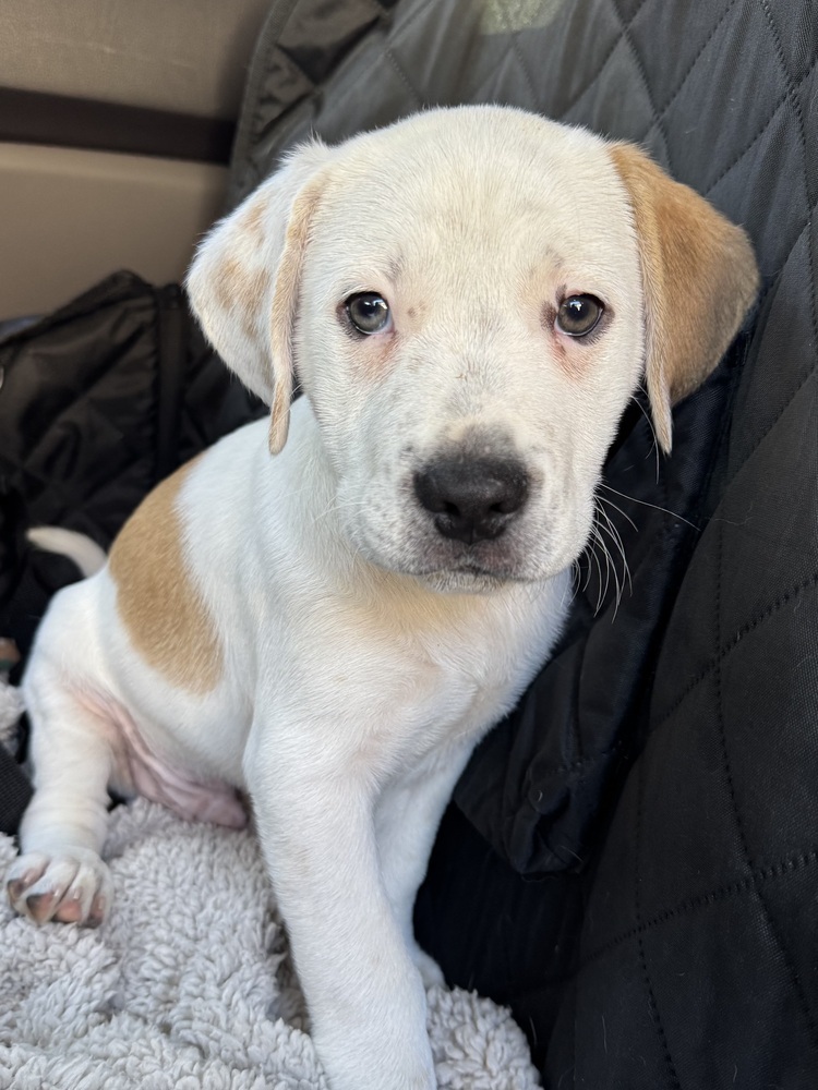 Moose (Spirit's Litter)