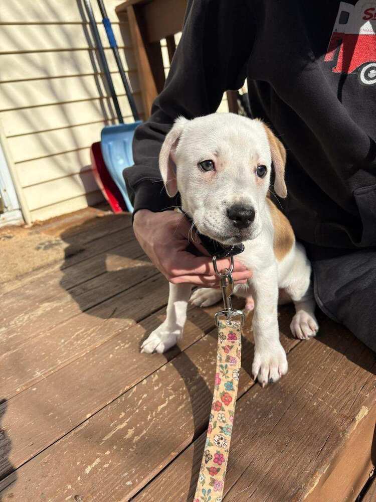 Moose (Spirit's Litter)