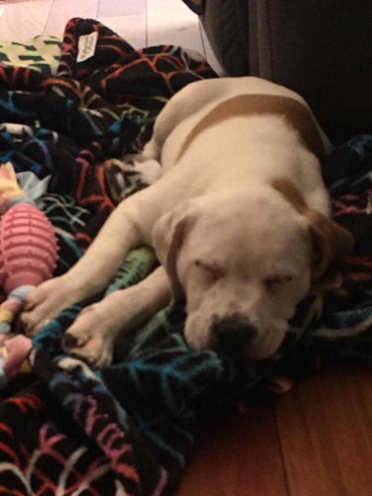 Moose (Spirit's Litter)