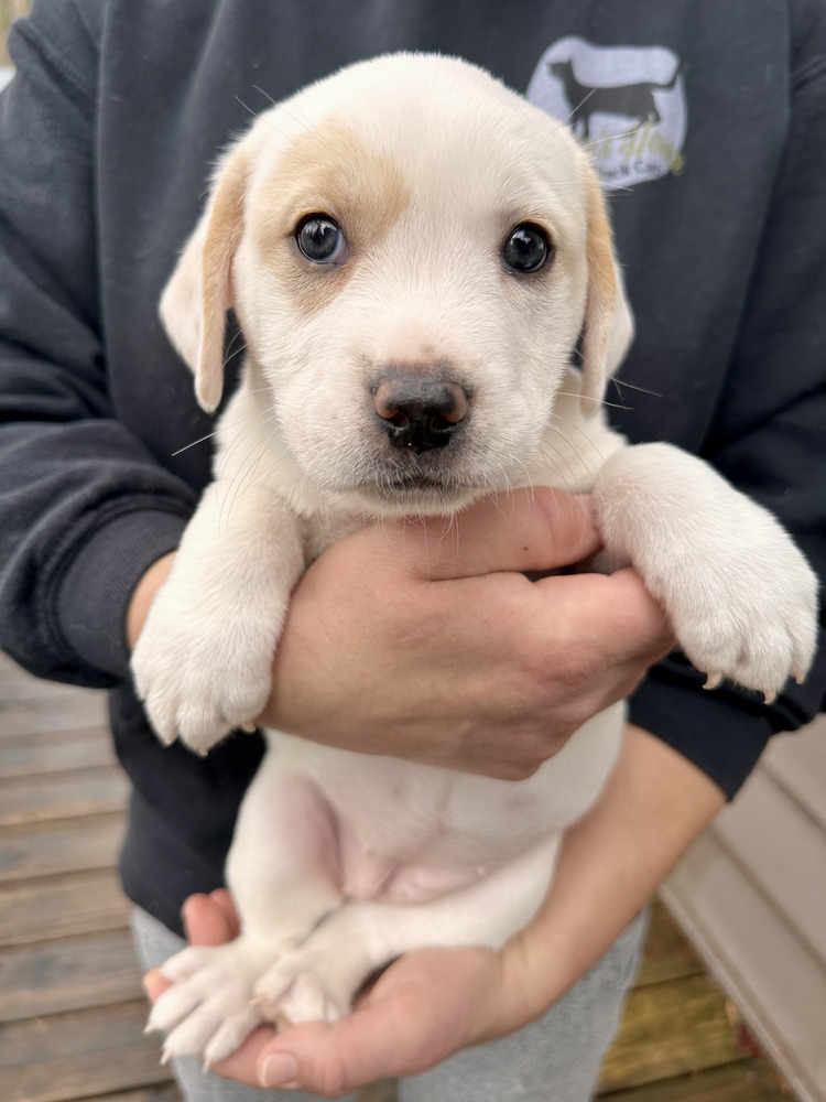 Bunny (Spirit's Litter)