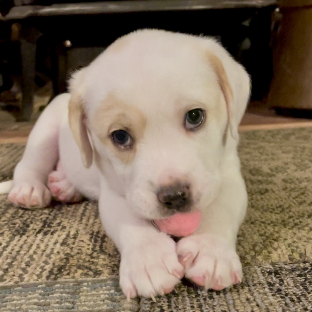 Bunny (Spirit's Litter)