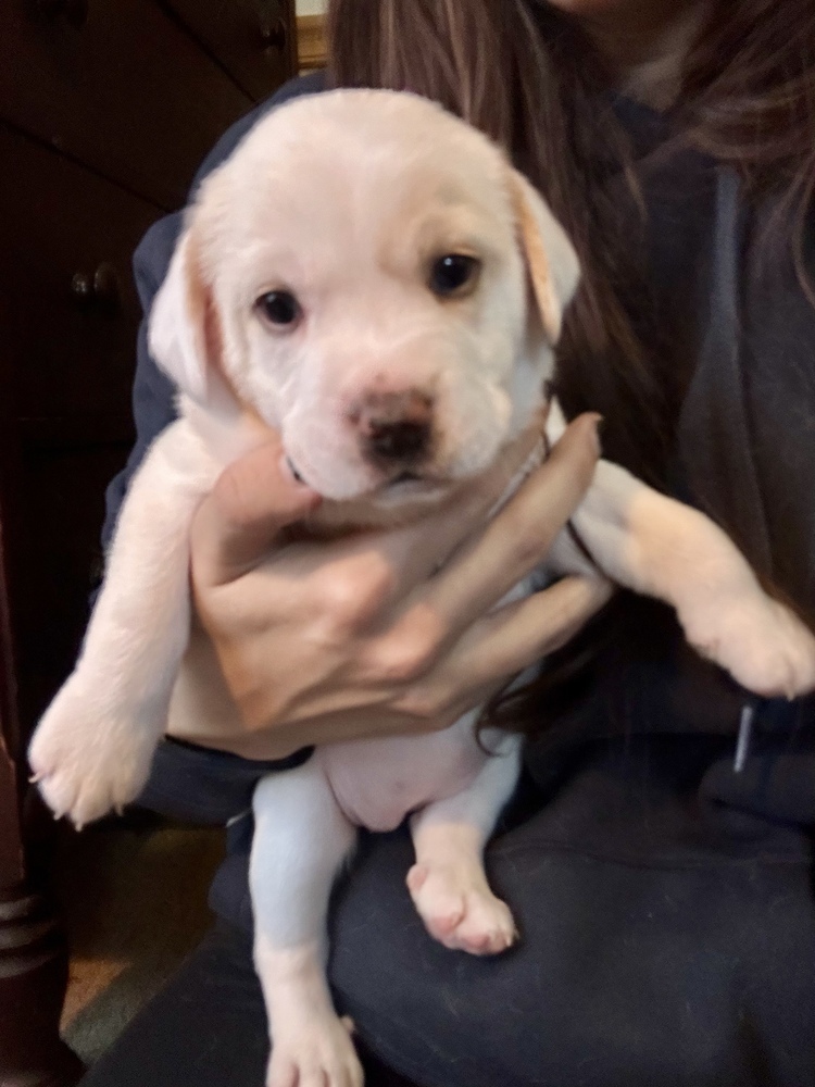 Bunny (Spirit's Litter)