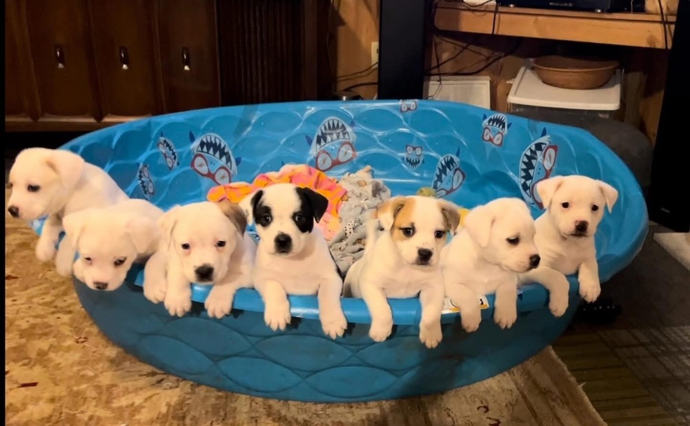 Bunny (Spirit's Litter)