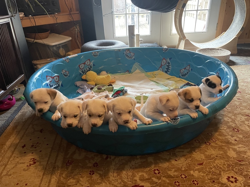 Bunny (Spirit's Litter)