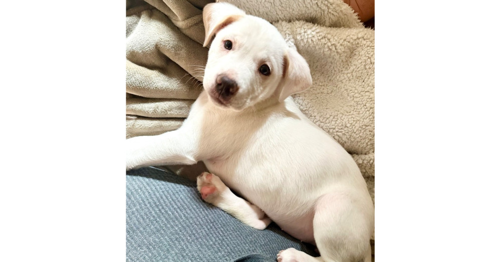 Piglet (Spirit's Litter)