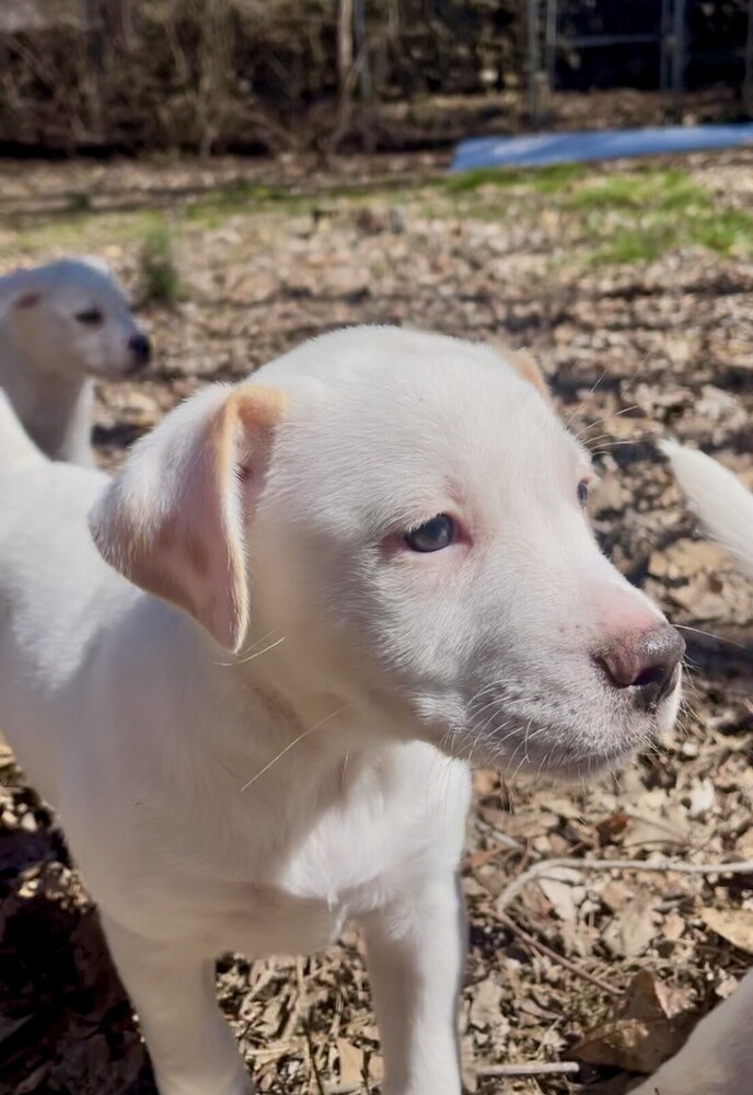 Piglet (Spirit's Litter)