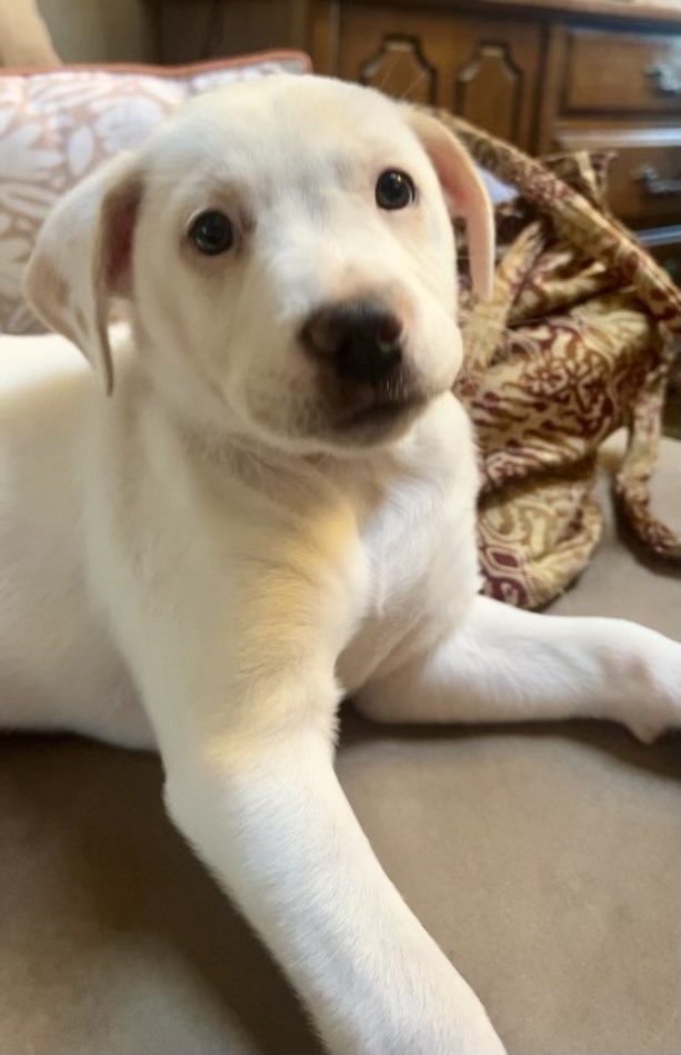 Piglet (Spirit's Litter)