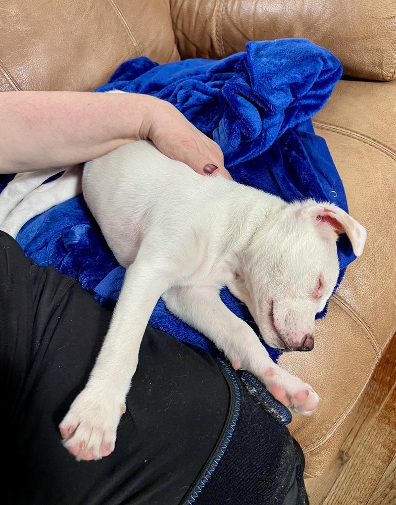Piglet (Spirit's Litter)