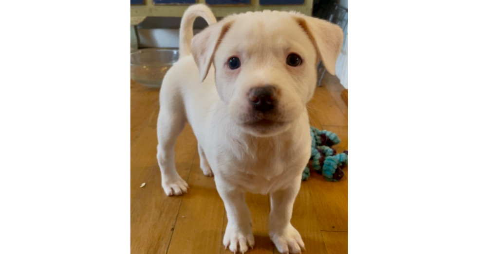 Piglet (Spirit's Litter)
