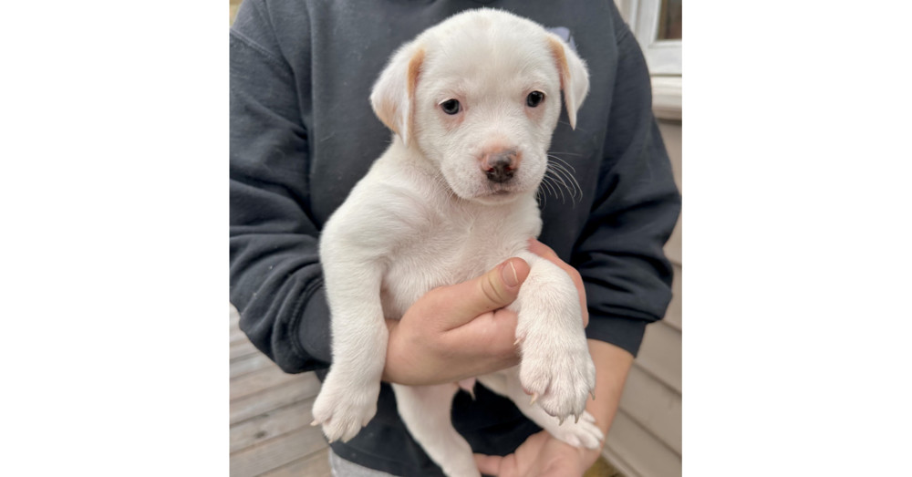 Piglet (Spirit's Litter)