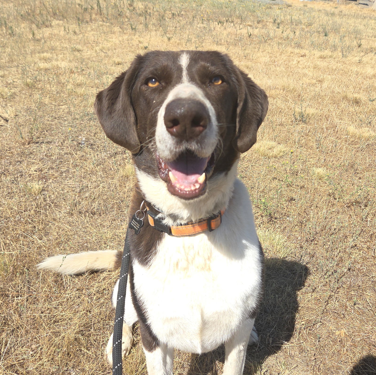 Fawkex, an adoptable Pointer in Yreka, CA, 96097 | Photo Image 1