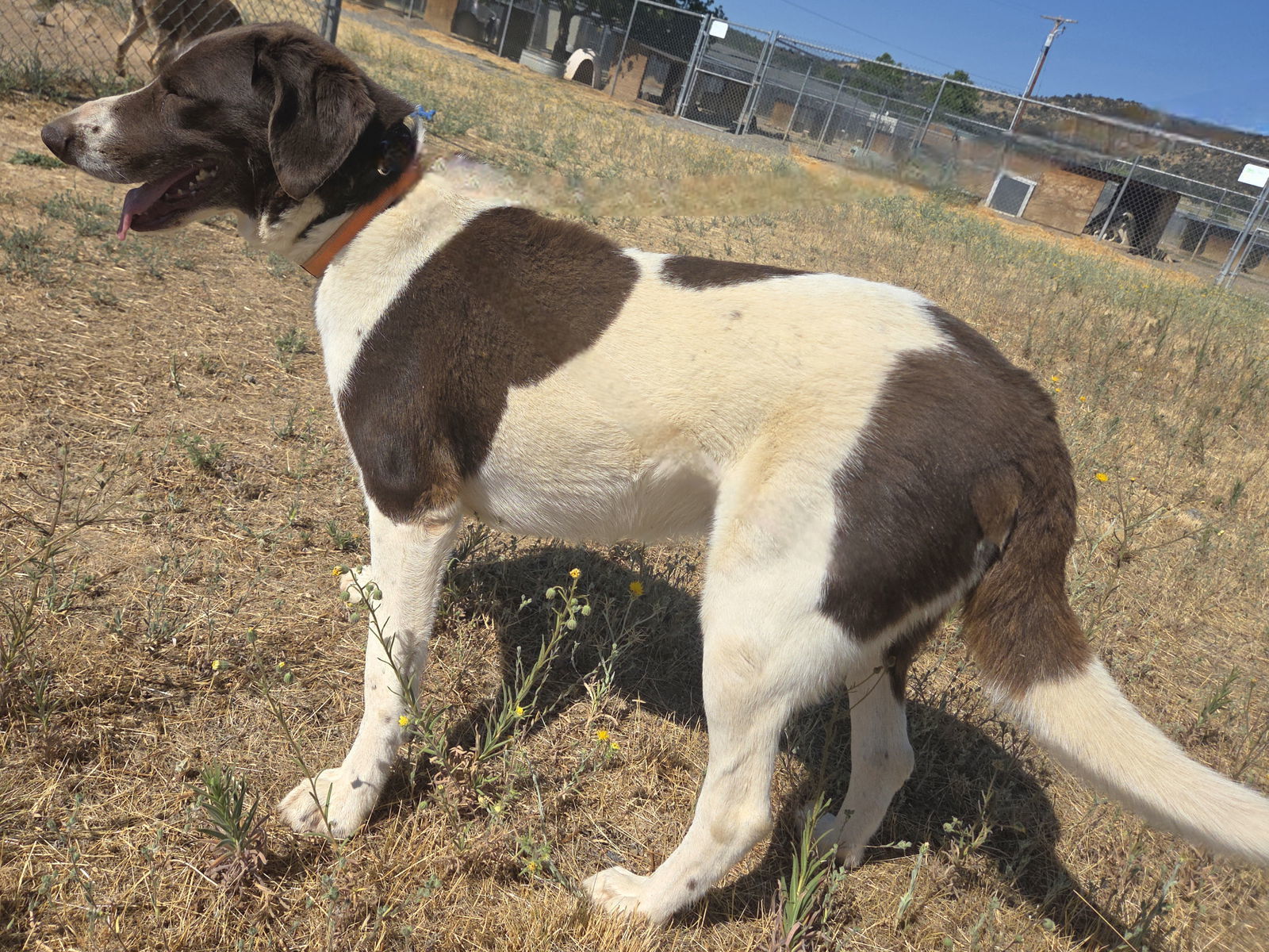 Fawkex, an adoptable Pointer in Yreka, CA, 96097 | Photo Image 2