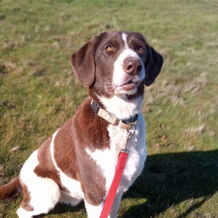 Fawkex, an adoptable Pointer in Yreka, CA, 96097 | Photo Image 3