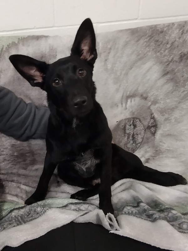 Koda 42976, an adoptable Australian Cattle Dog / Blue Heeler in Pocatello, ID, 83205 | Photo Image 1