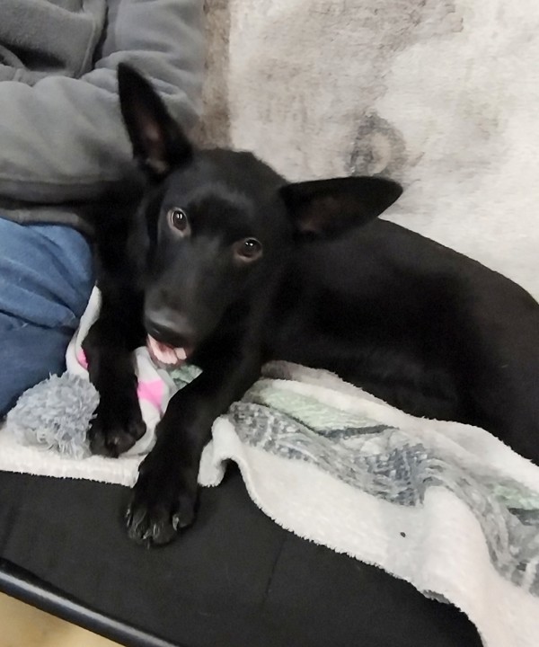 Koda 42976, an adoptable Australian Cattle Dog / Blue Heeler in Pocatello, ID, 83205 | Photo Image 3