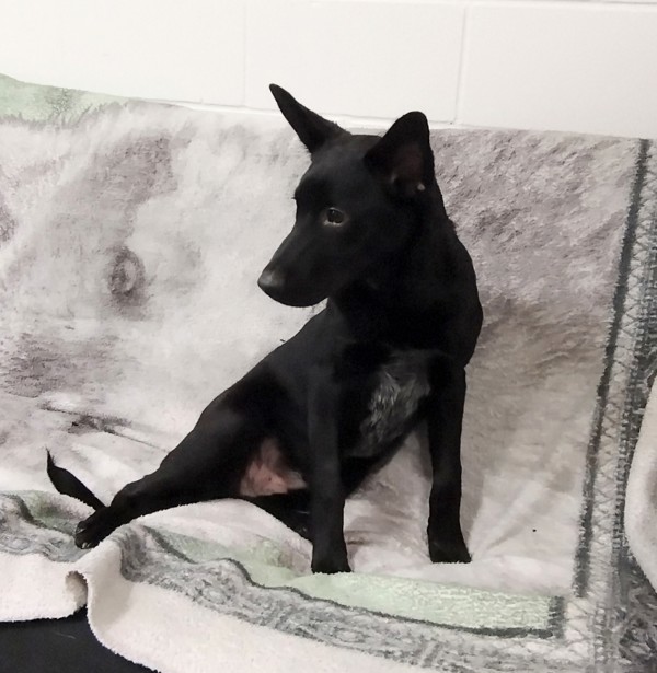 Koda 42976, an adoptable Australian Cattle Dog / Blue Heeler in Pocatello, ID, 83205 | Photo Image 4