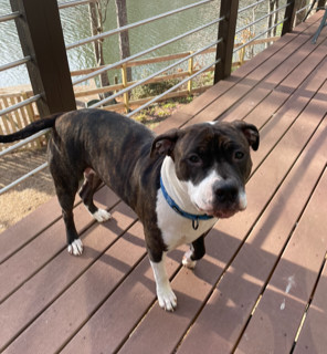 Coco Lizman, Adult Female Pit Bull Terrier