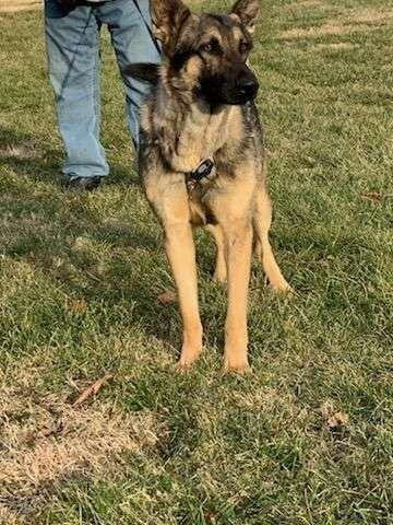 Otto