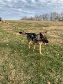 Otto