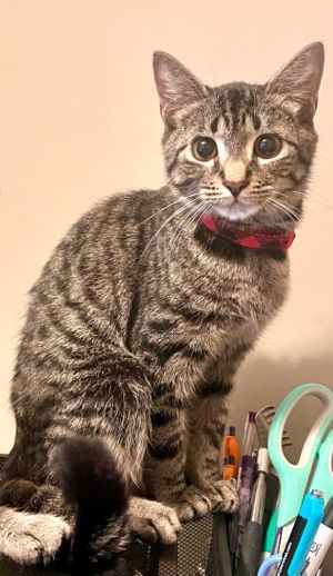 Ferguson Domestic Short Hair Cat