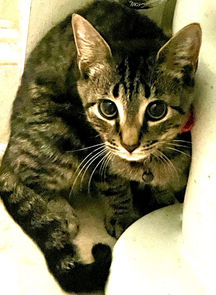 Ferguson