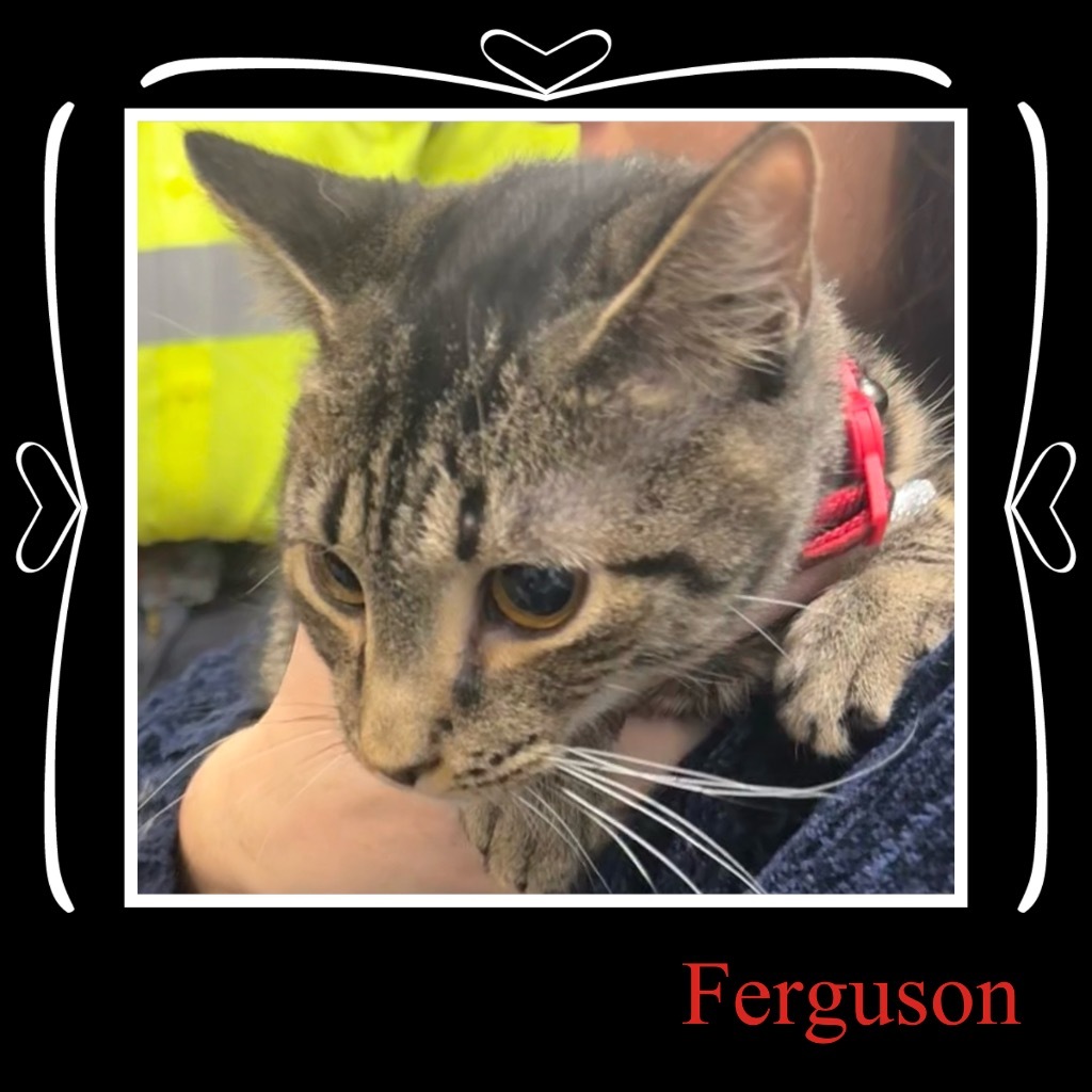 Ferguson