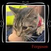 Ferguson photo 4