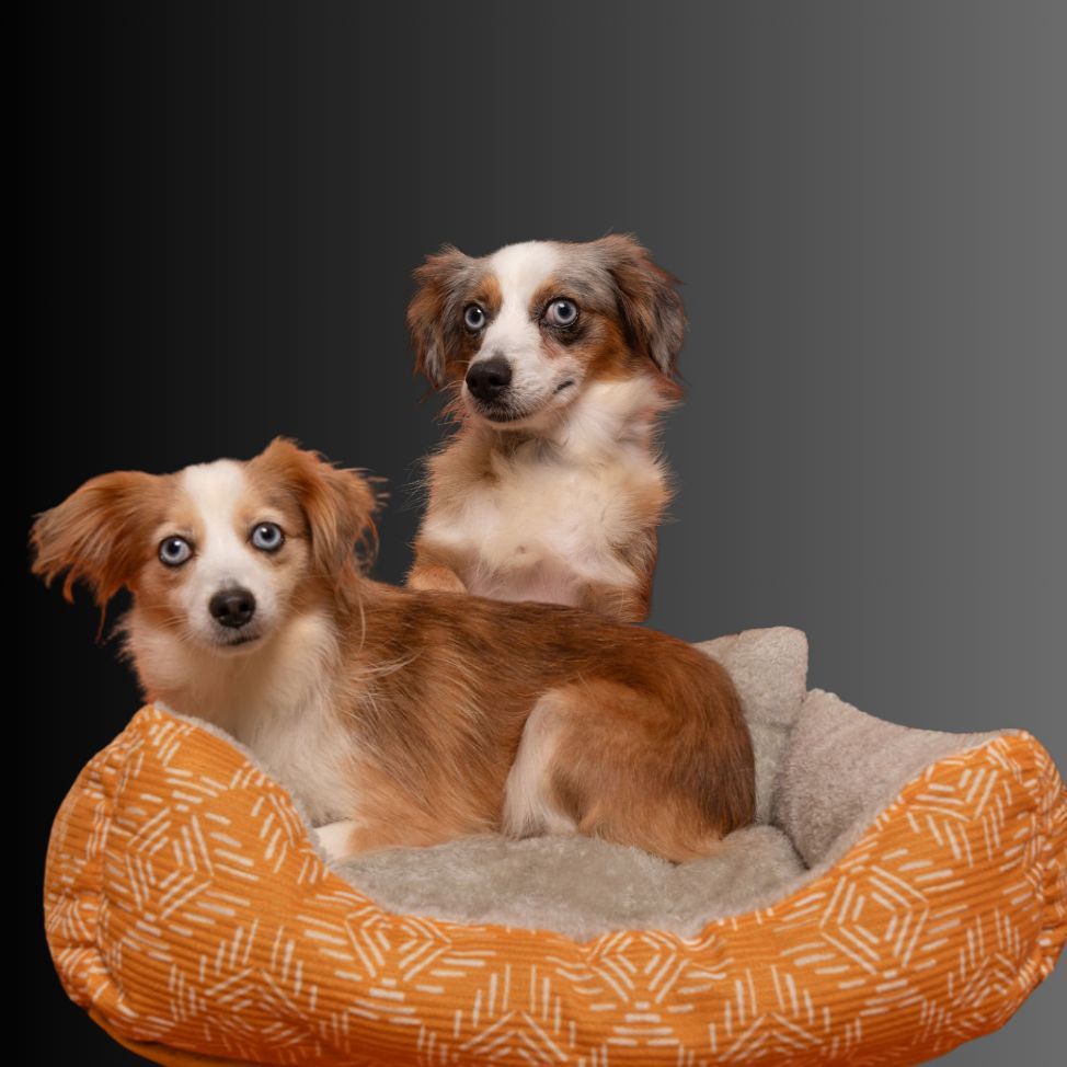 Kitty, an adoptable Australian Shepherd in Winnabow, NC, 28479 | Photo Image 2