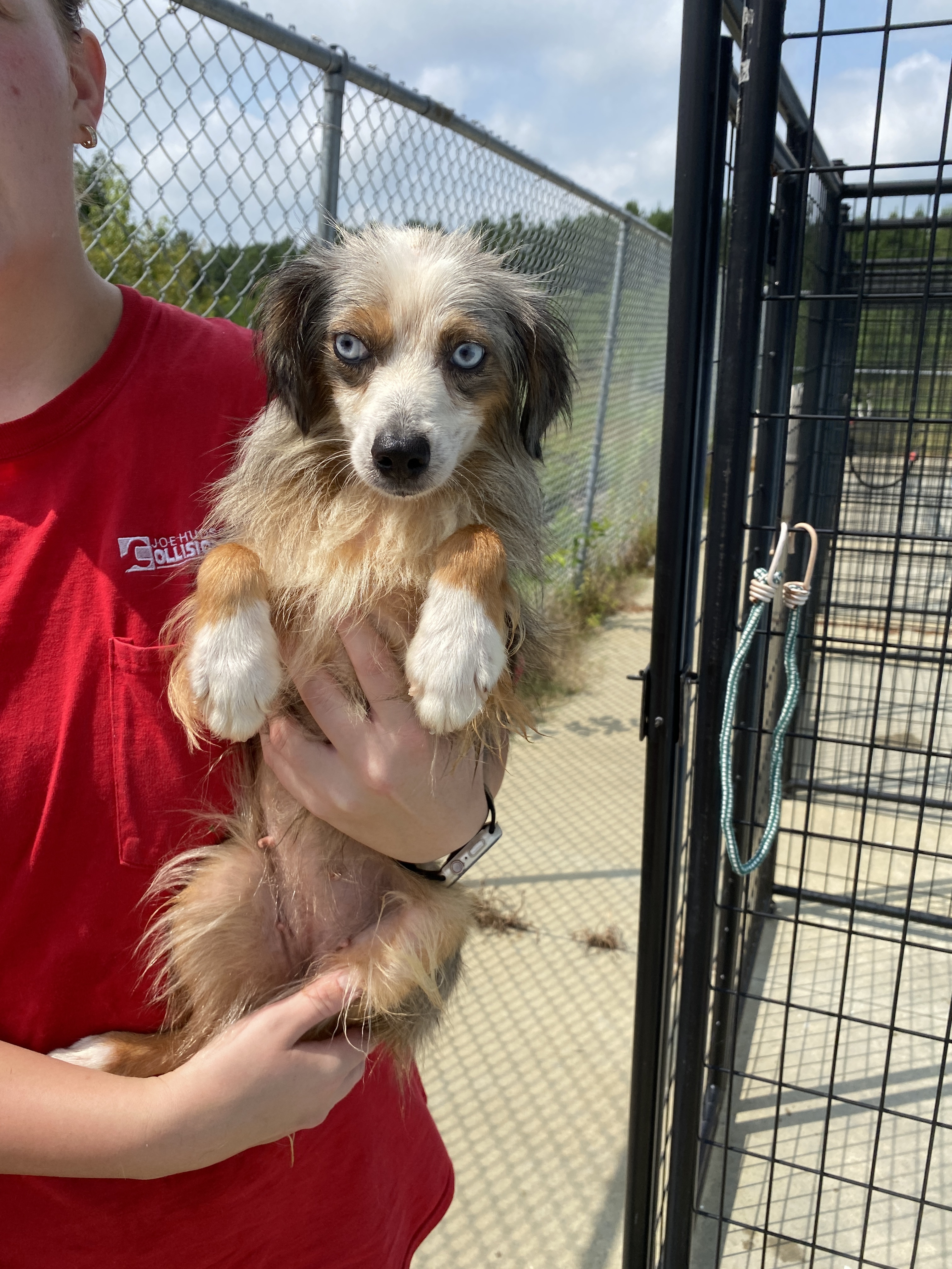 Kitty, an adoptable Australian Shepherd in Winnabow, NC, 28479 | Photo Image 3