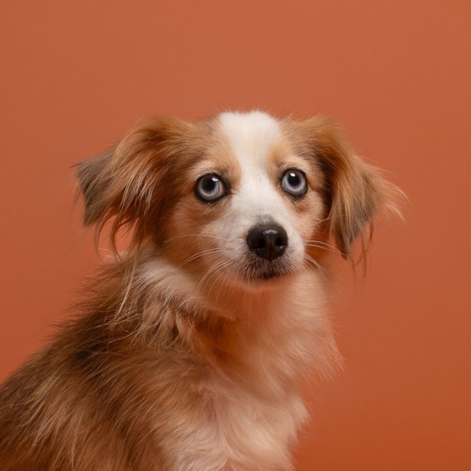 Wren, an adoptable Australian Shepherd in Winnabow, NC, 28479 | Photo Image 1