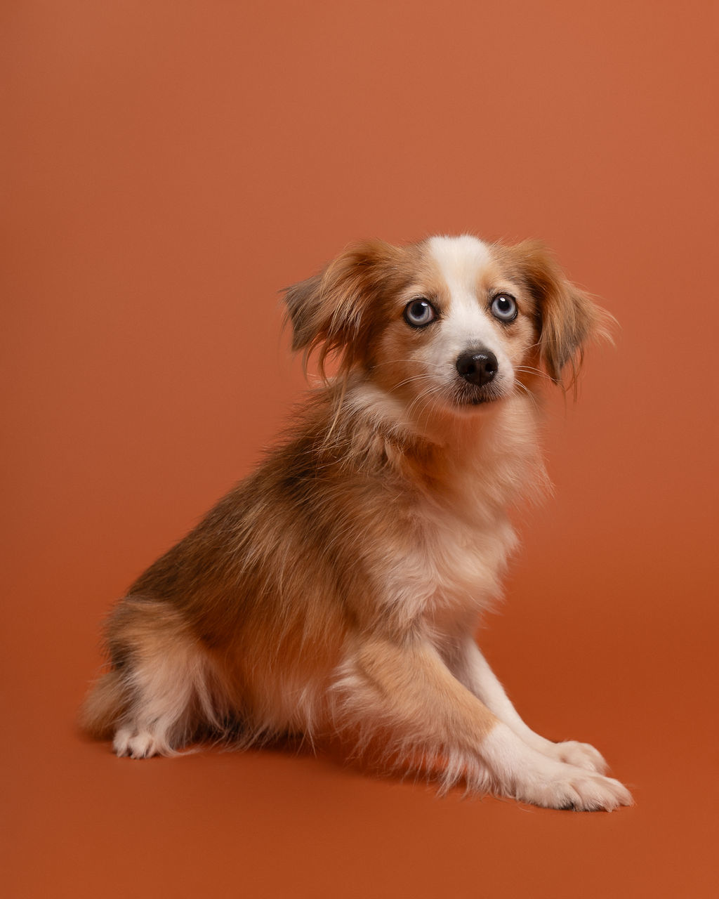 Wren, an adoptable Australian Shepherd in Winnabow, NC, 28479 | Photo Image 2