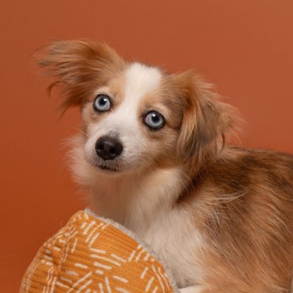 Wren, an adoptable Australian Shepherd in Winnabow, NC, 28479 | Photo Image 3