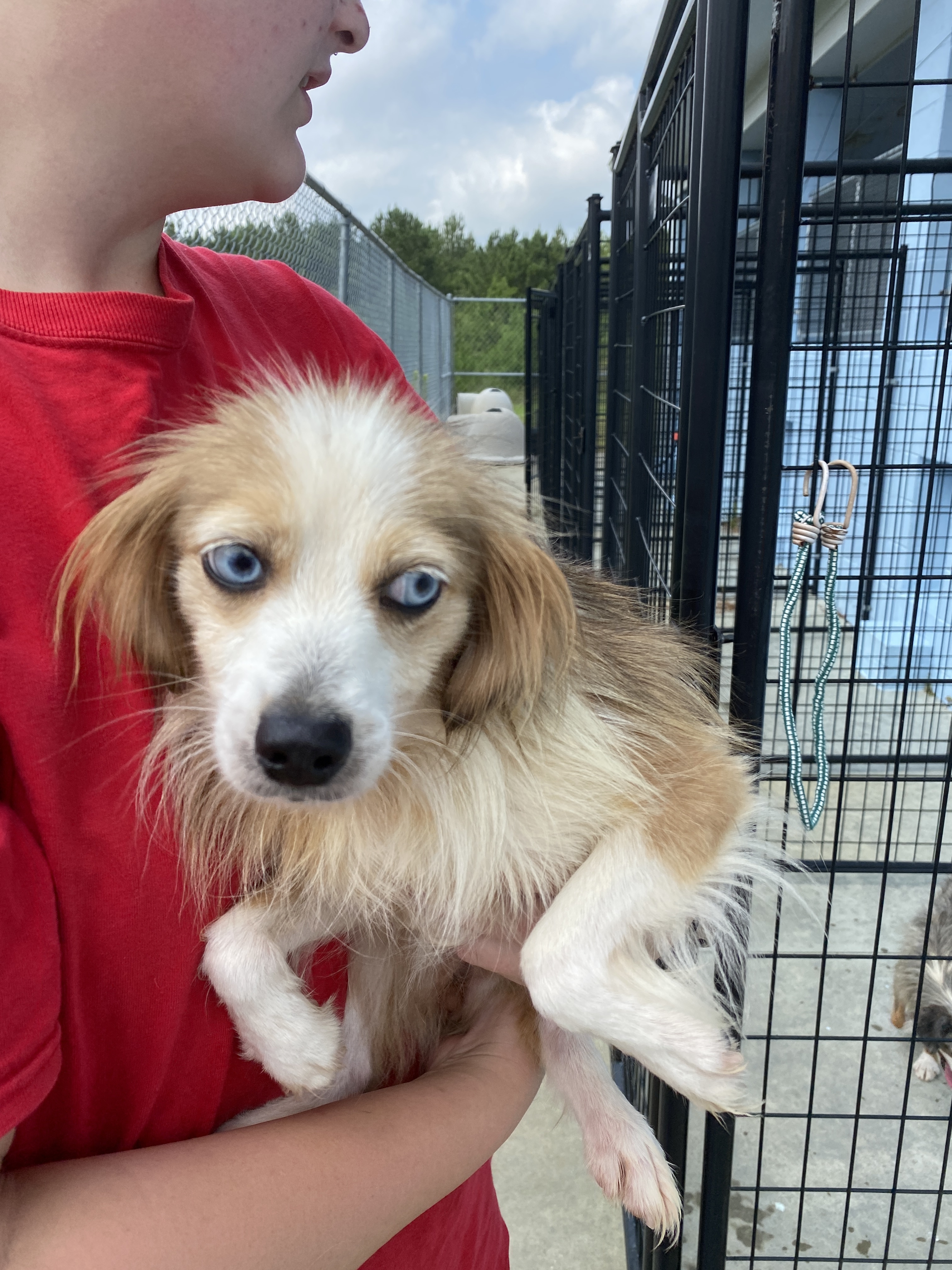 Wren, an adoptable Australian Shepherd in Winnabow, NC, 28479 | Photo Image 4