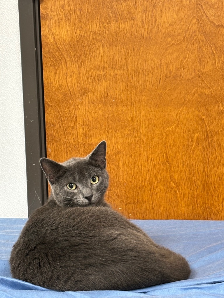 Sandro, an adoptable Domestic Short Hair in Corpus Christi, TX, 78414 | Photo Image 1