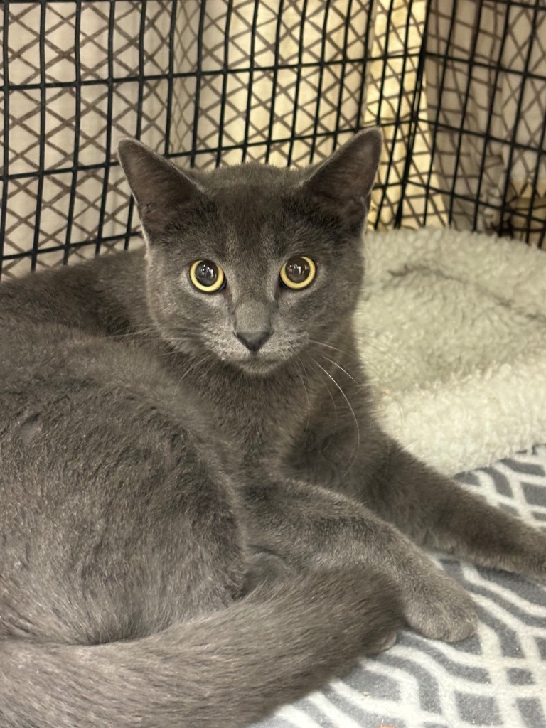 Sandro, an adoptable Domestic Short Hair in Corpus Christi, TX, 78414 | Photo Image 2