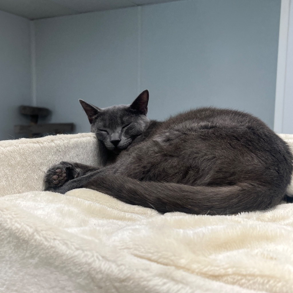 Sandro, an adoptable Domestic Short Hair in Corpus Christi, TX, 78414 | Photo Image 3