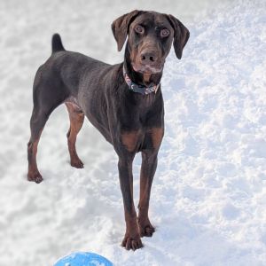 7816 Zeus, Adult Male Doberman Pinscher