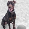 7816 Zeus photo 2