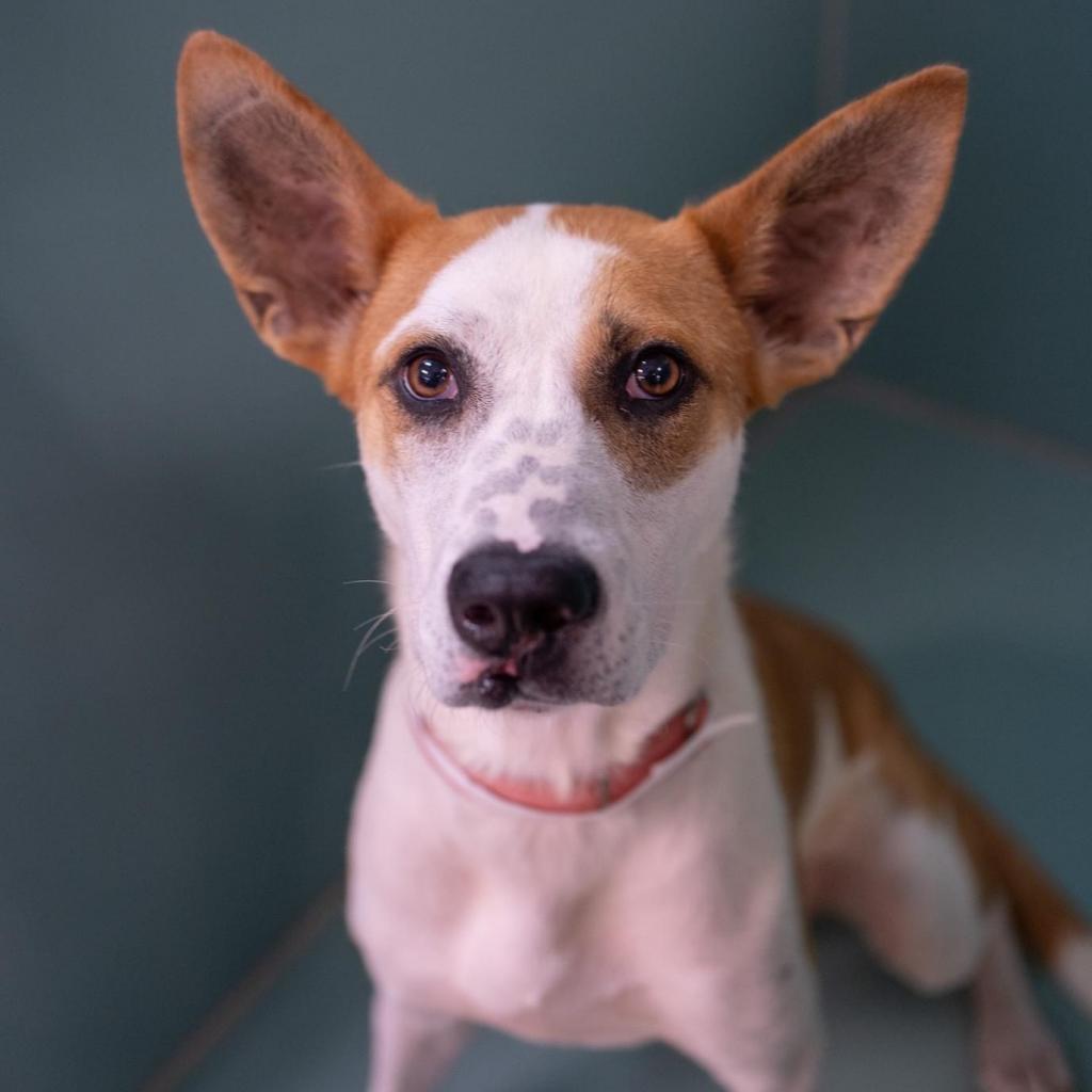 Lulu