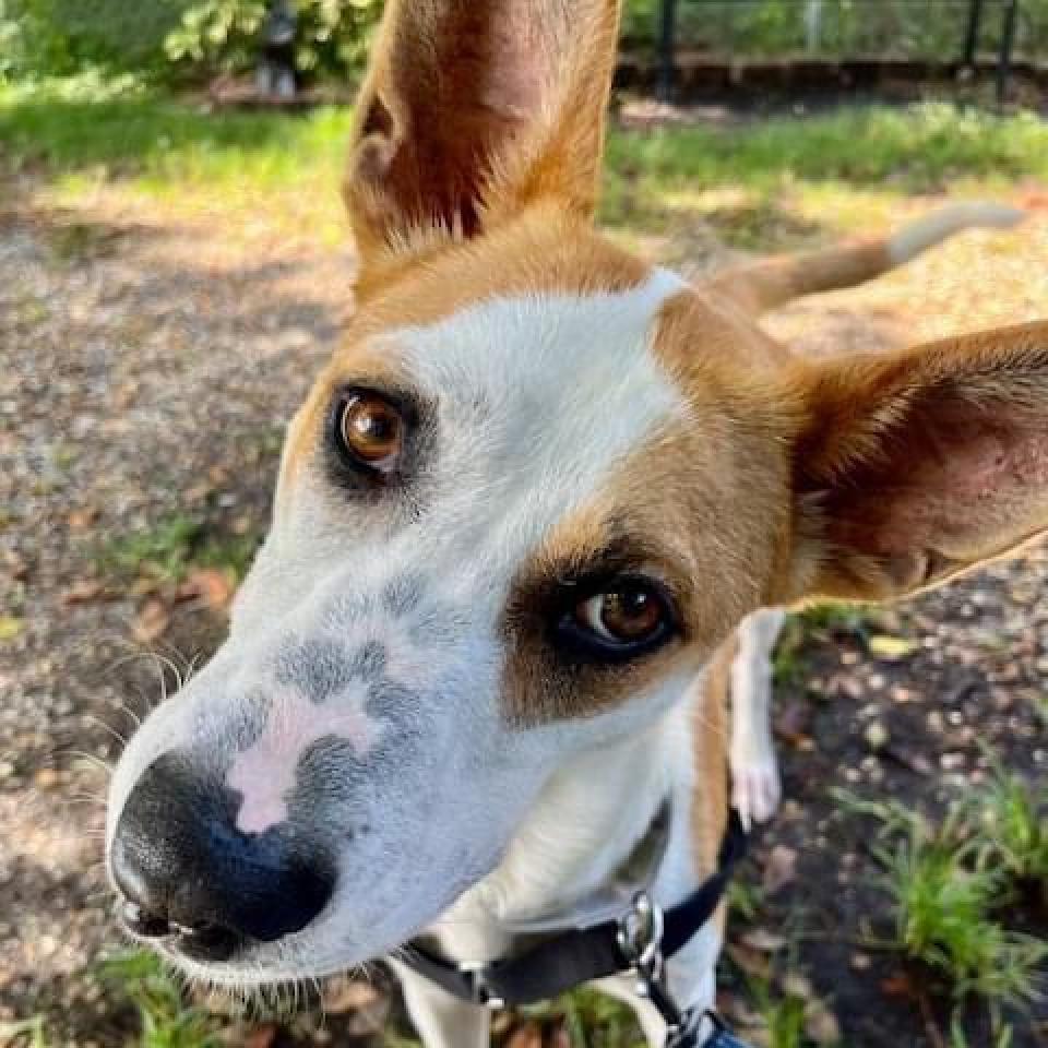 Lulu
