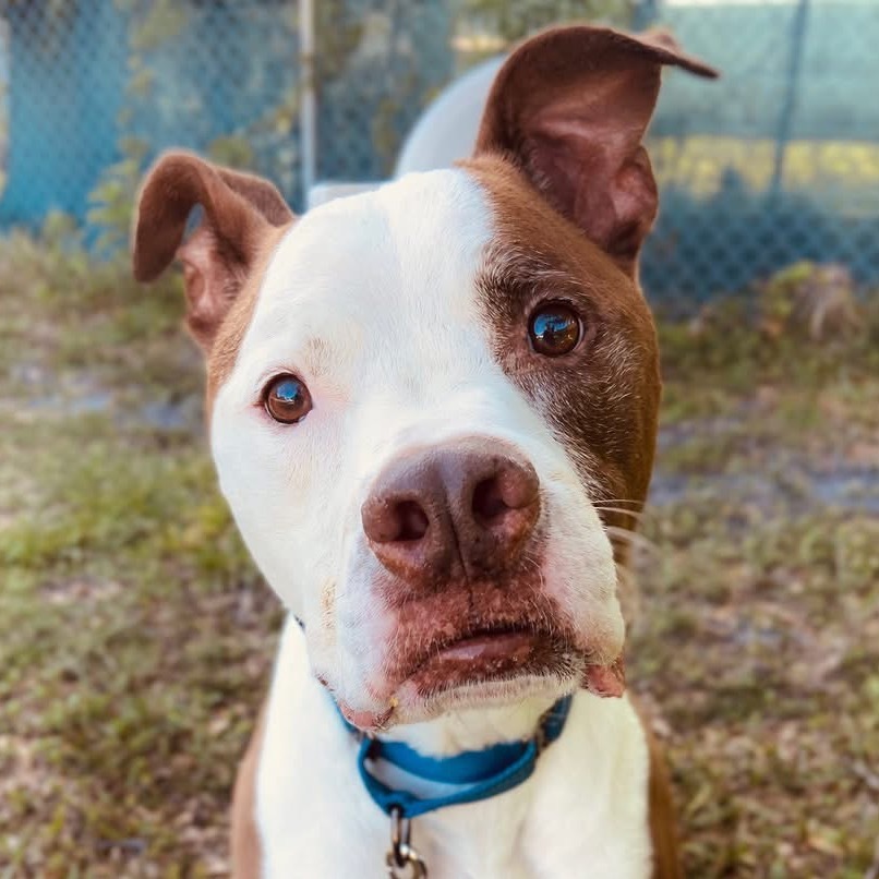 Tyson