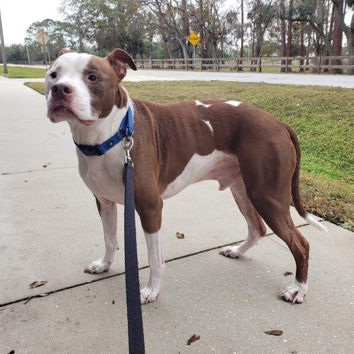 Tyson