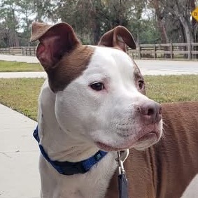 Tyson