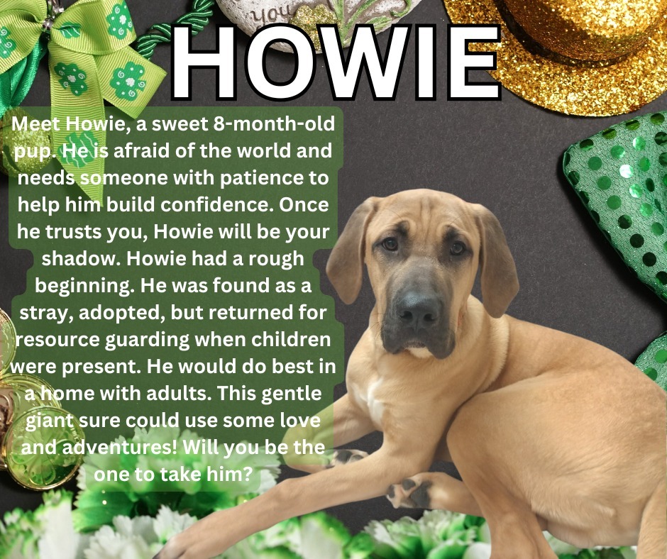 Howie, an adoptable Mastiff, Irish Wolfhound in Kenai, AK, 99611 | Photo Image 1