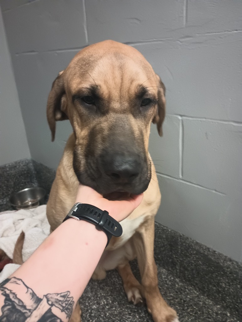 Howie, an adoptable Mastiff, Irish Wolfhound in Kenai, AK, 99611 | Photo Image 2