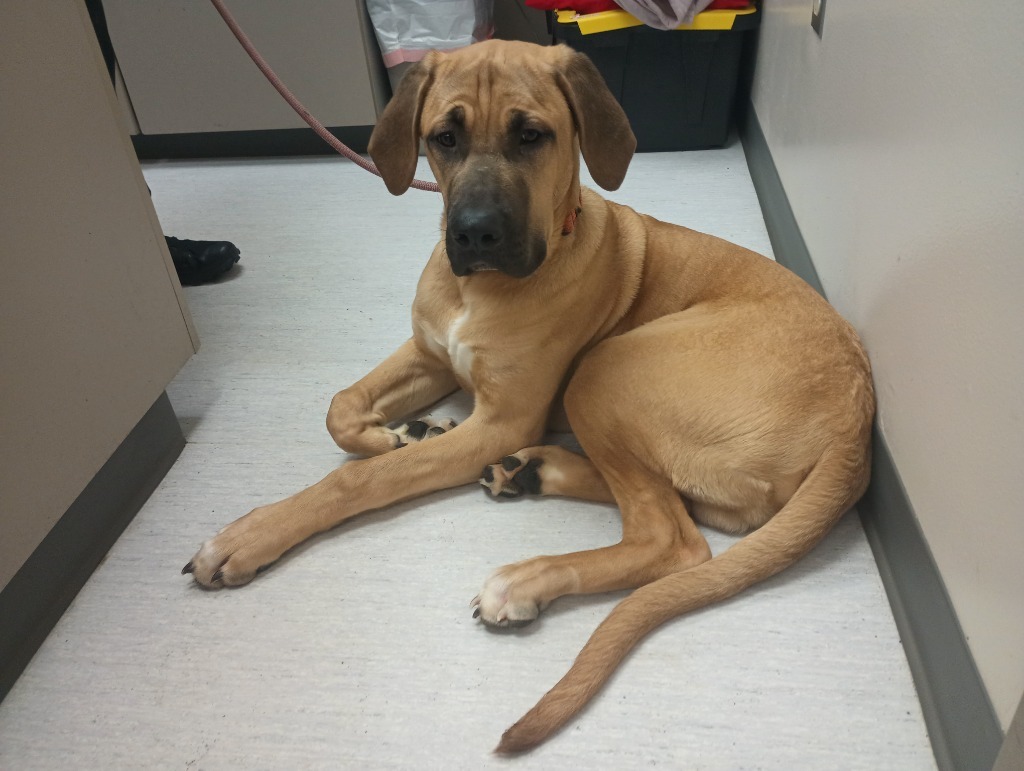 Howie, an adoptable Mastiff, Irish Wolfhound in Kenai, AK, 99611 | Photo Image 3