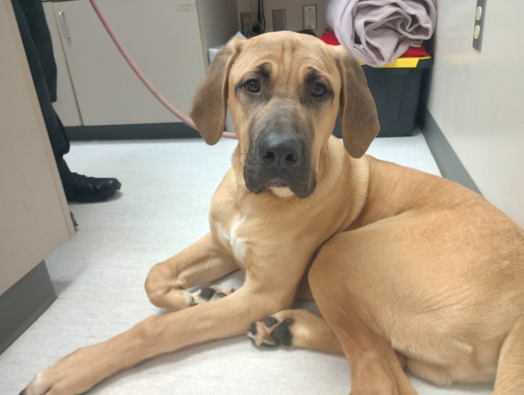 Howie, an adoptable Mastiff, Irish Wolfhound in Kenai, AK, 99611 | Photo Image 4