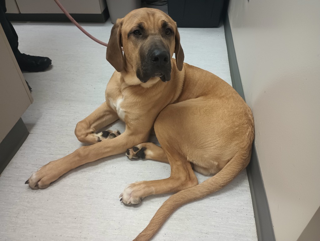 Howie, an adoptable Mastiff, Irish Wolfhound in Kenai, AK, 99611 | Photo Image 5