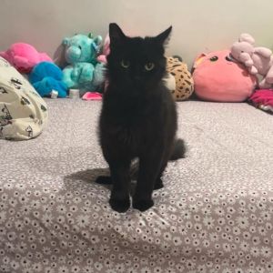 Veronica is the ultimate fluffy house panther-elegant intelligent and overflowing with love This 